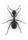 Nuisance Ant Top View
